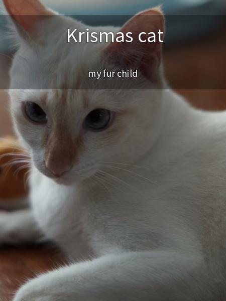 Krismas cat