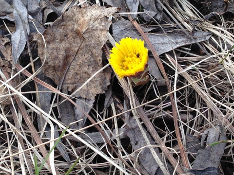 Tussilago farfara