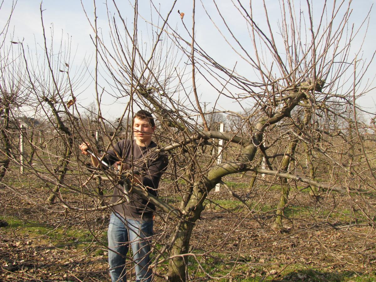 Pokaz cięcia drzew. Dzień Otwartej Szkoły 2012