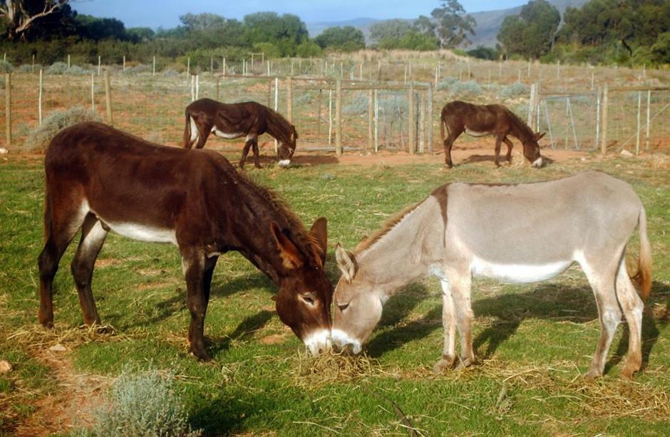 Eseltjiesrus Donkey Sanctuary