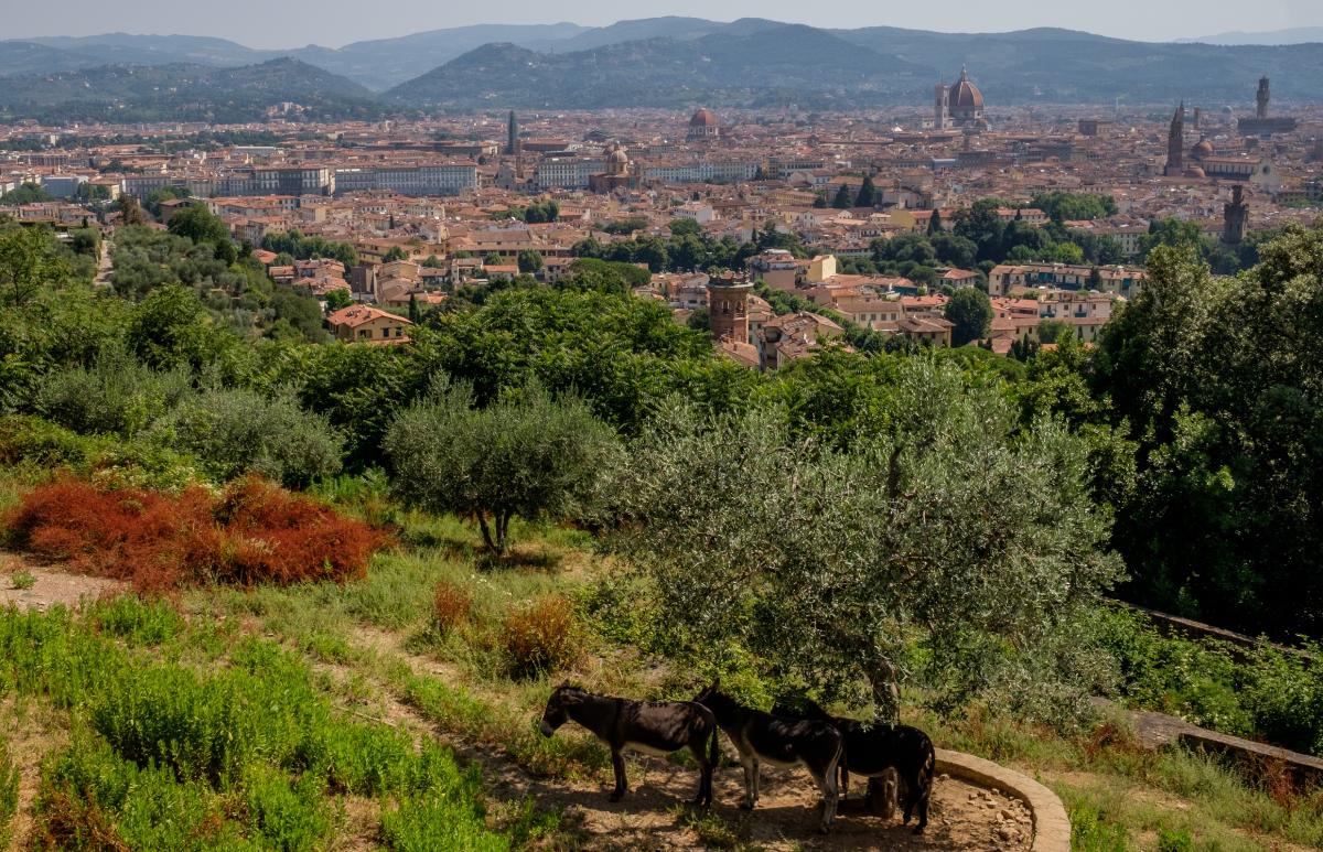 Panorama Florenz