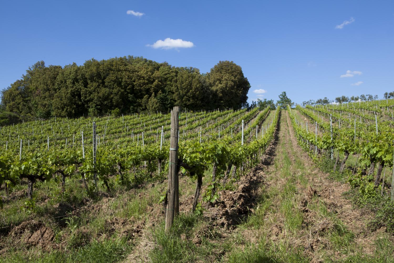 Il fascino della terra del Chianti 